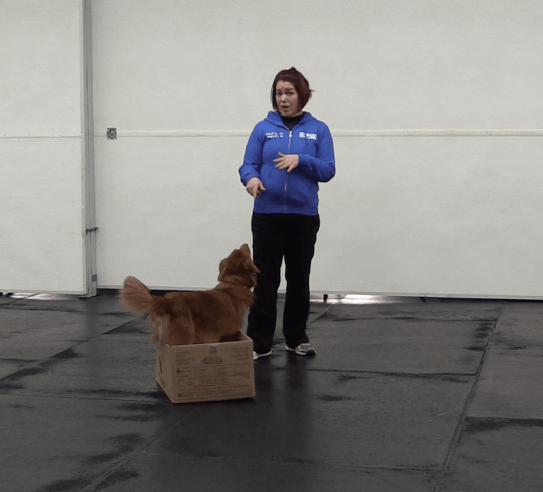 Trick Tuesday: Shaping Introduction - McCann Professional Dog Trainers