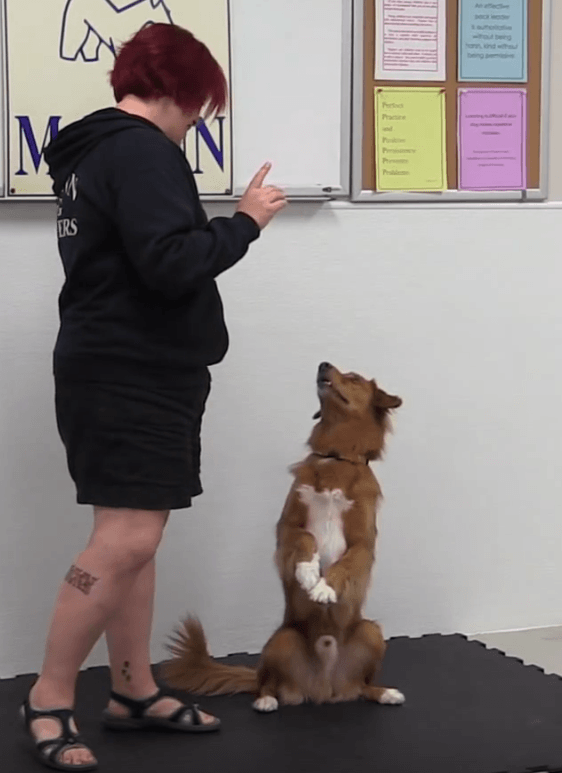 Trick Tuesday: Sit Pretty - McCann Professional Dog Trainers