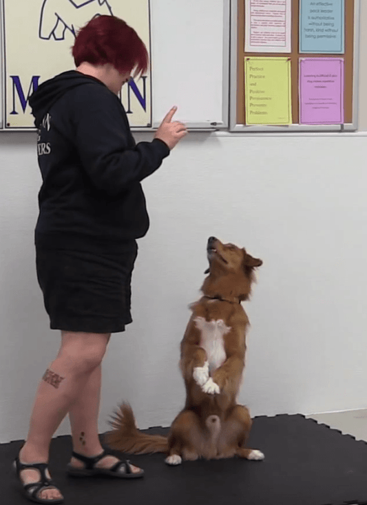 Trick Tuesday: Sit Pretty - McCann Professional Dog Trainers