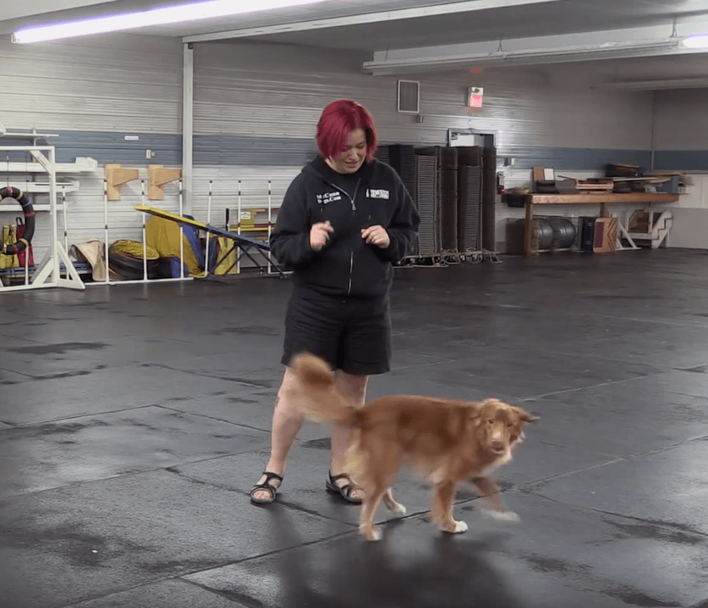 Trick Tuesday: Spin and Unwind - McCann Professional Dog Trainers