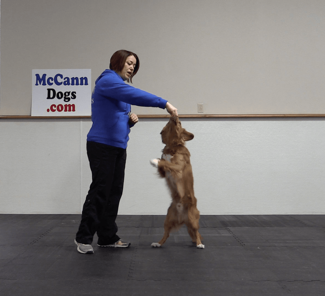 Trick Tuesday: Stand Tall - McCann Professional Dog Trainers