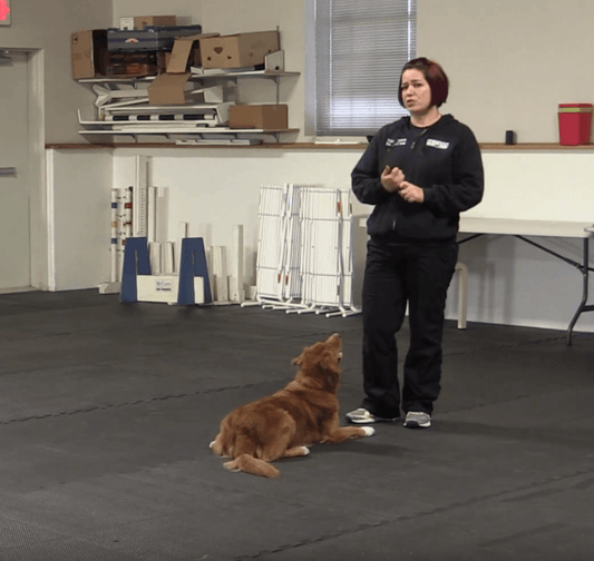 Trick Tuesday: Teach your Dog to Crawl - McCann Professional Dog Trainers