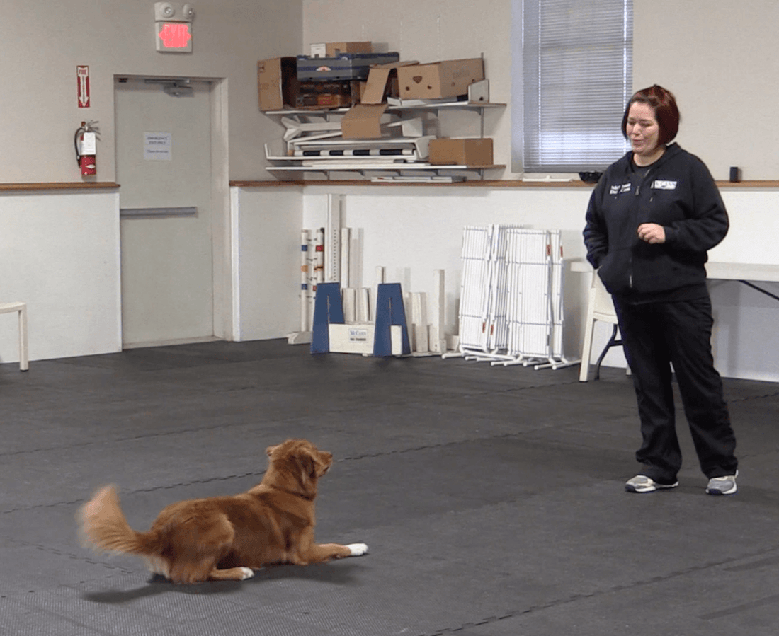 Trick Tuesday: Teach your Dog to Crawl Backwards - McCann Professional Dog Trainers