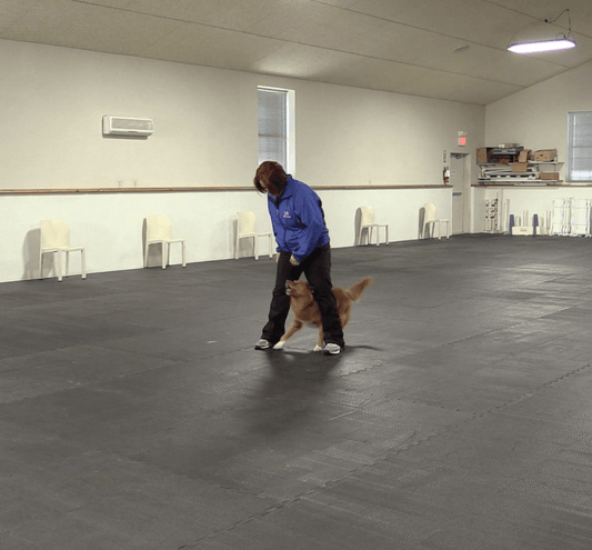 Trick Tuesday: Teach your dog to run backwards through your legs - McCann Professional Dog Trainers