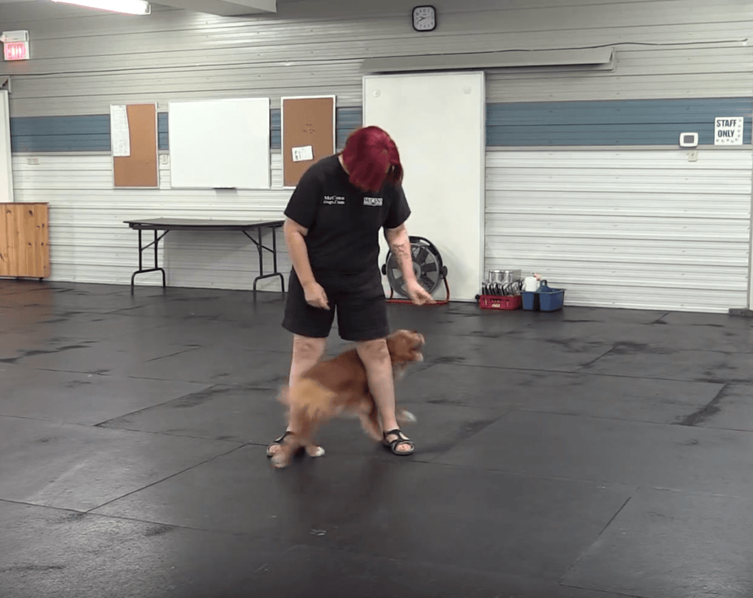 Trick Tuesday: Weaving Skills - McCann Professional Dog Trainers