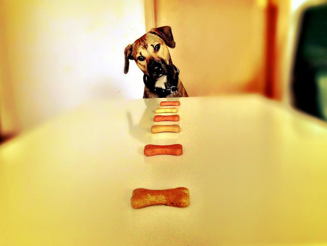Using Food in Dog Training – Bribery VS Reward - McCann Professional Dog Trainers