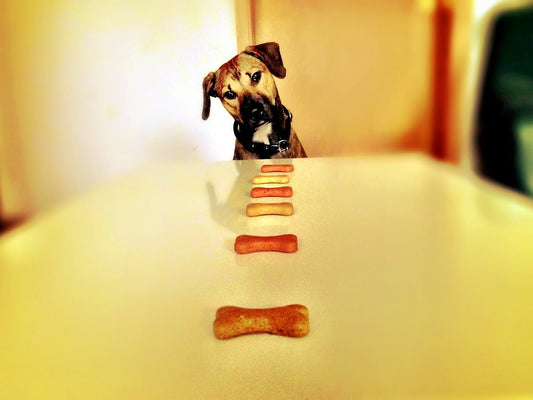 Using Food in Dog Training – Bribery VS Reward - McCann Professional Dog Trainers