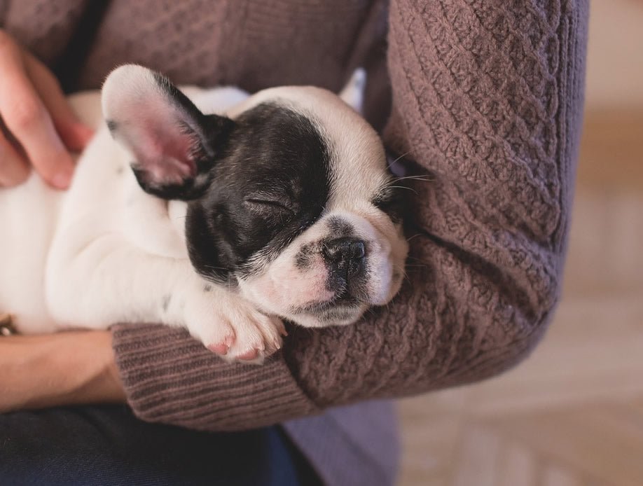 What do you Need to Bring Home Your New Puppy? - McCann Professional Dog Trainers