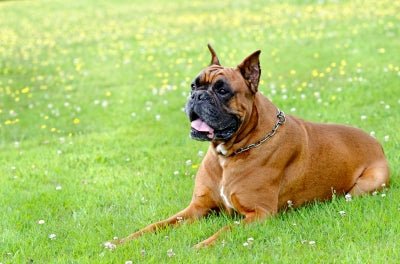 What Does It Take to be a Dog Trainer? - McCann Professional Dog Trainers