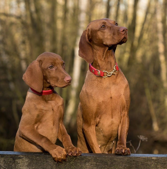 When is a Dog Bond a Bad Thing? - McCann Professional Dog Trainers