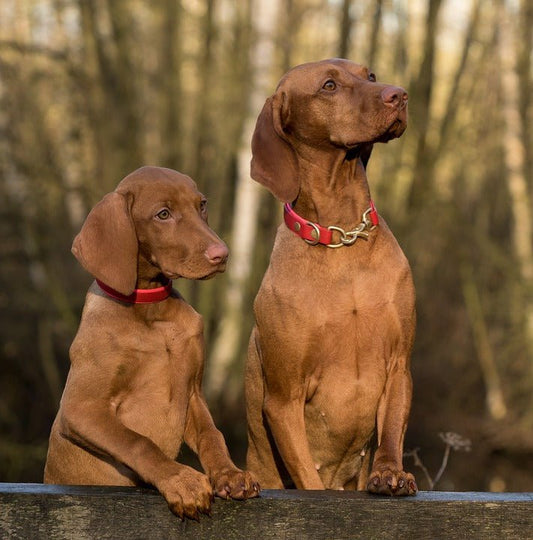 When is a Dog Bond a Bad Thing? - McCann Professional Dog Trainers