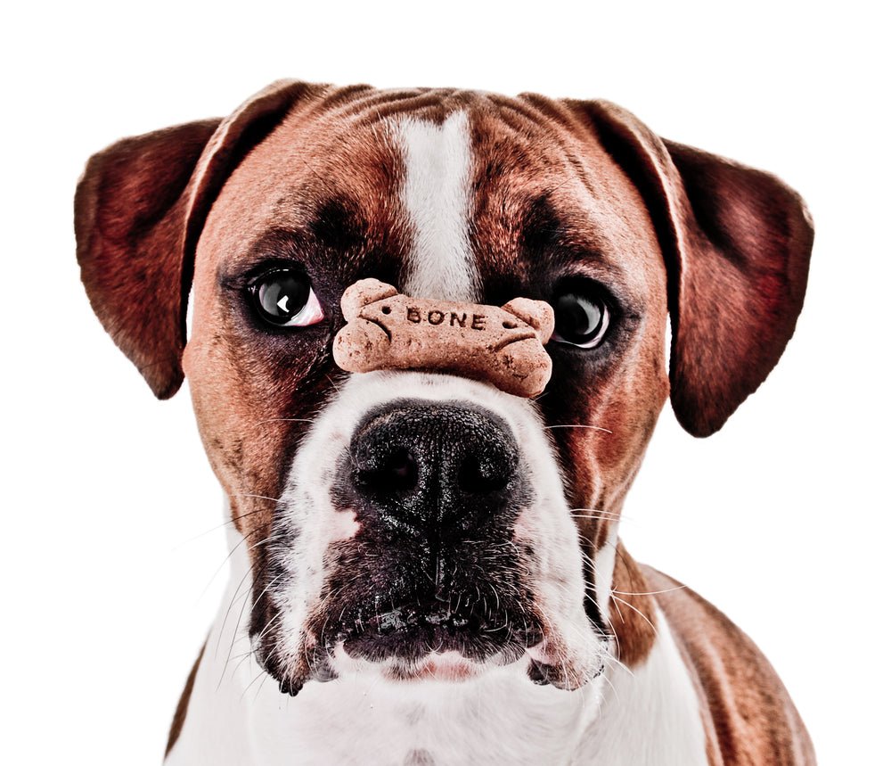 When Is the Best Time of Day to Train Your Dog? - McCann Professional Dog Trainers