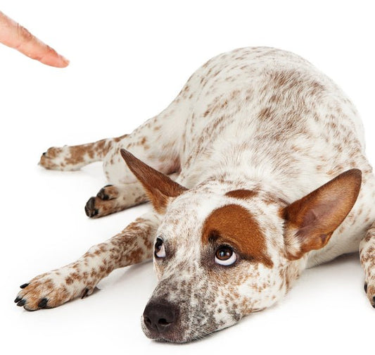 Who's Really to Blame? - McCann Professional Dog Trainers