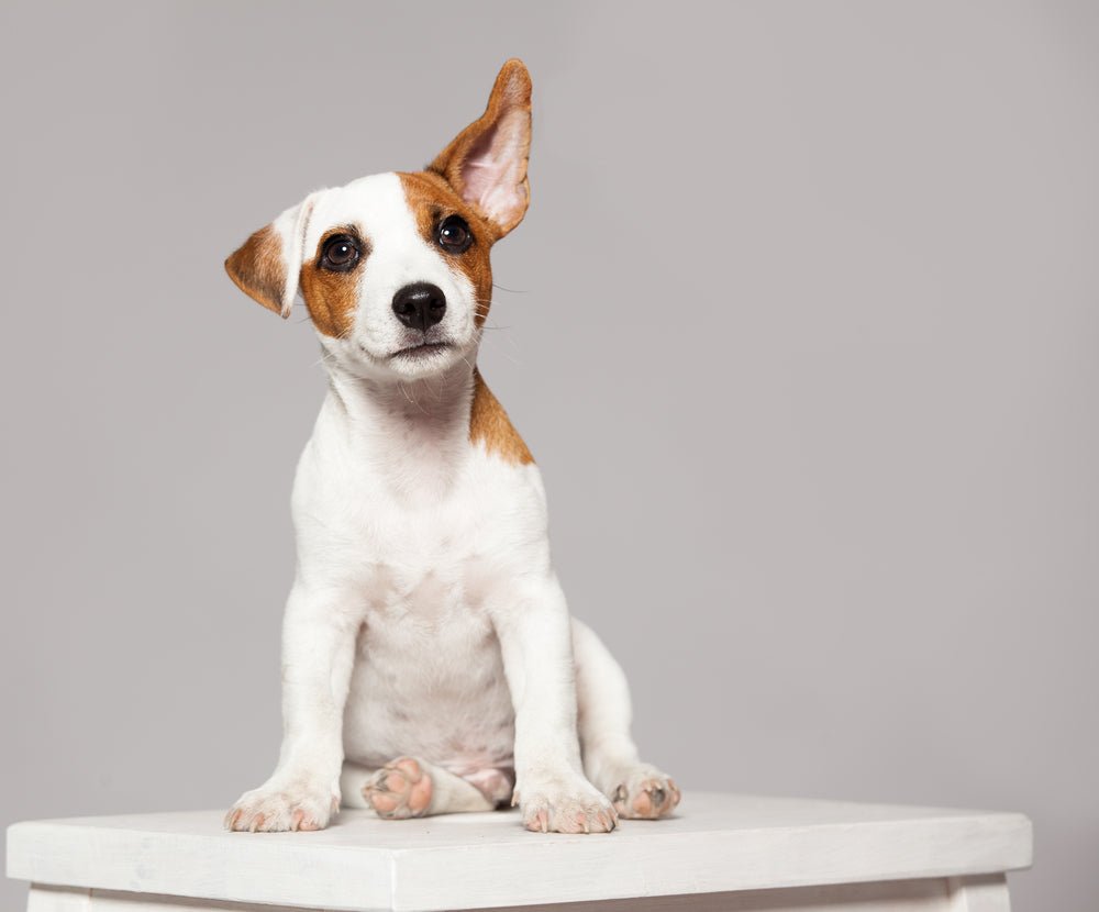 Who's Sabotaging Your Dog Training? - McCann Professional Dog Trainers