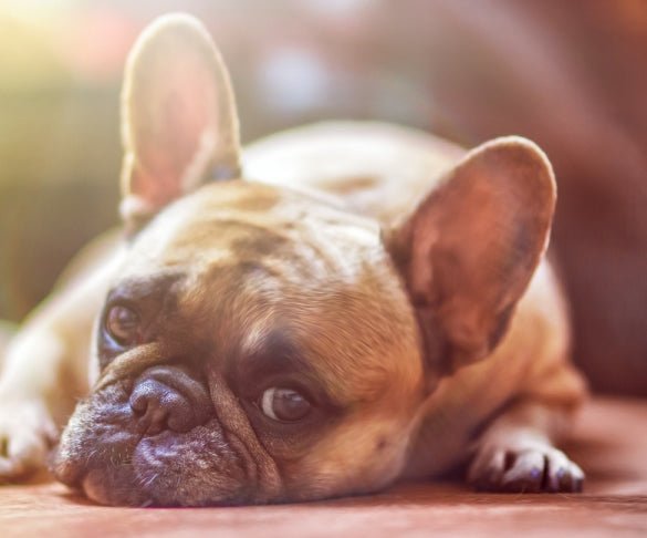 Why an Apartment May be the BETTER Home for a Dog - McCann Professional Dog Trainers