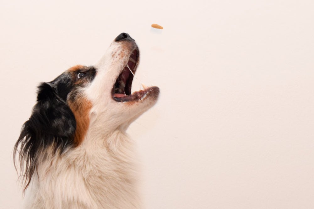 Why Food Fails in Dog Training - McCann Professional Dog Trainers