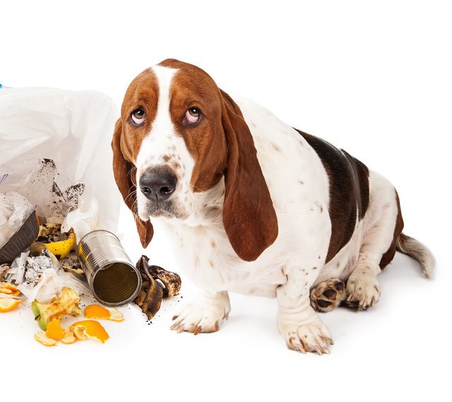 Why Ignoring Bad Behaviours Won't Work - McCann Professional Dog Trainers