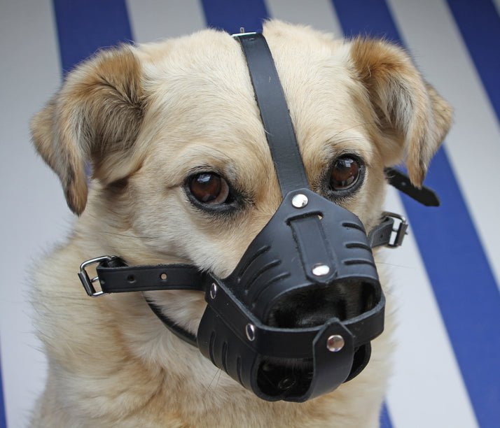Why Nice Dogs Need Muzzles Too - McCann Professional Dog Trainers