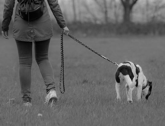 Why You MUST Obey Leash Laws - McCann Professional Dog Trainers