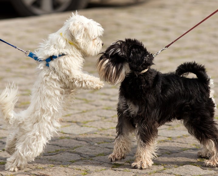 Why You Should Not Allow Dogs to Greet On Leash - McCann Professional Dog Trainers
