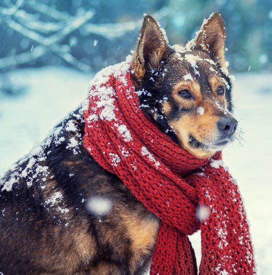 Winter Training Tips - McCann Professional Dog Trainers
