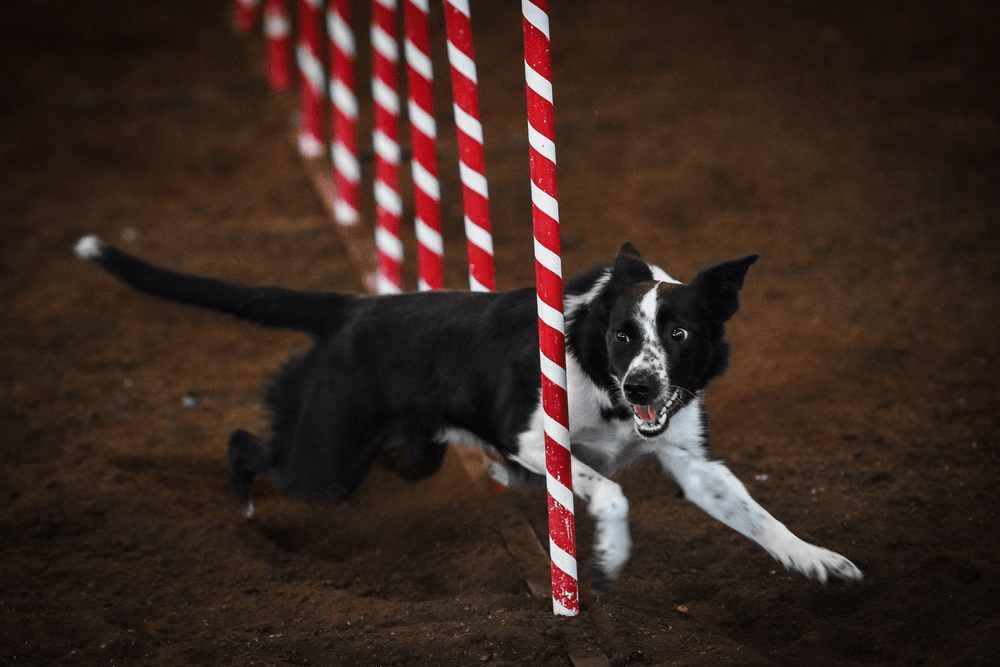 Collections McCann Professional Dog Trainers