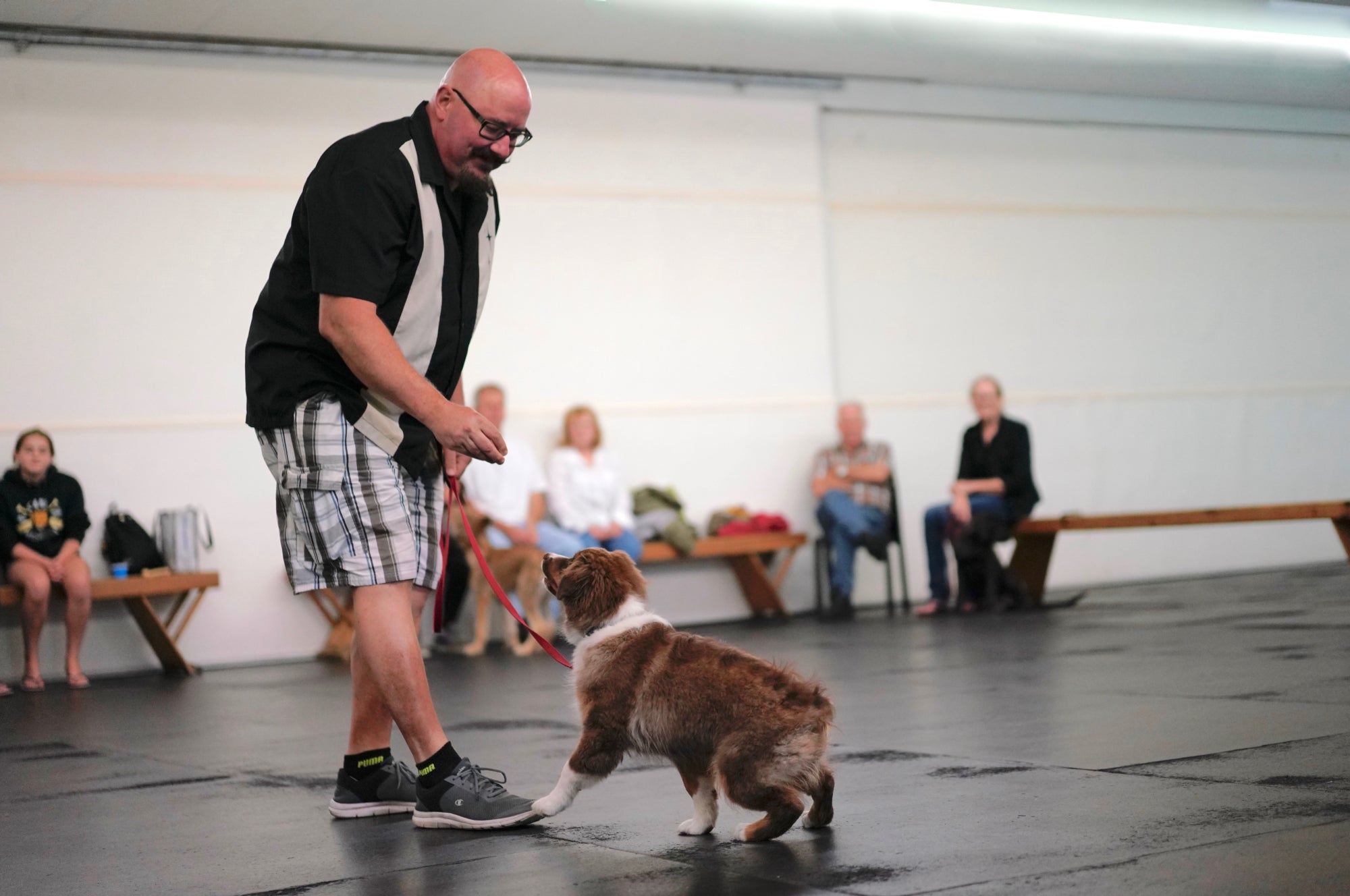 Australian Shepherd Puppy Training