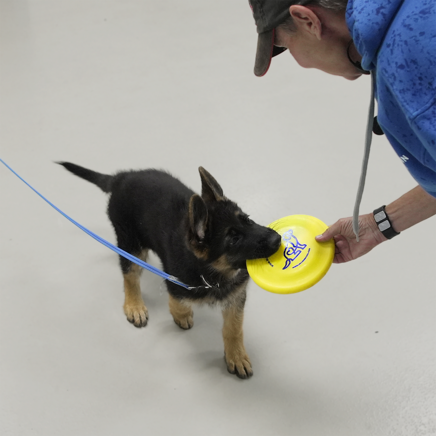 McCann Dogs SofFlite Puppy Disc