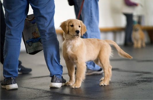 New Puppy Seminar - McCann Professional Dog Trainers