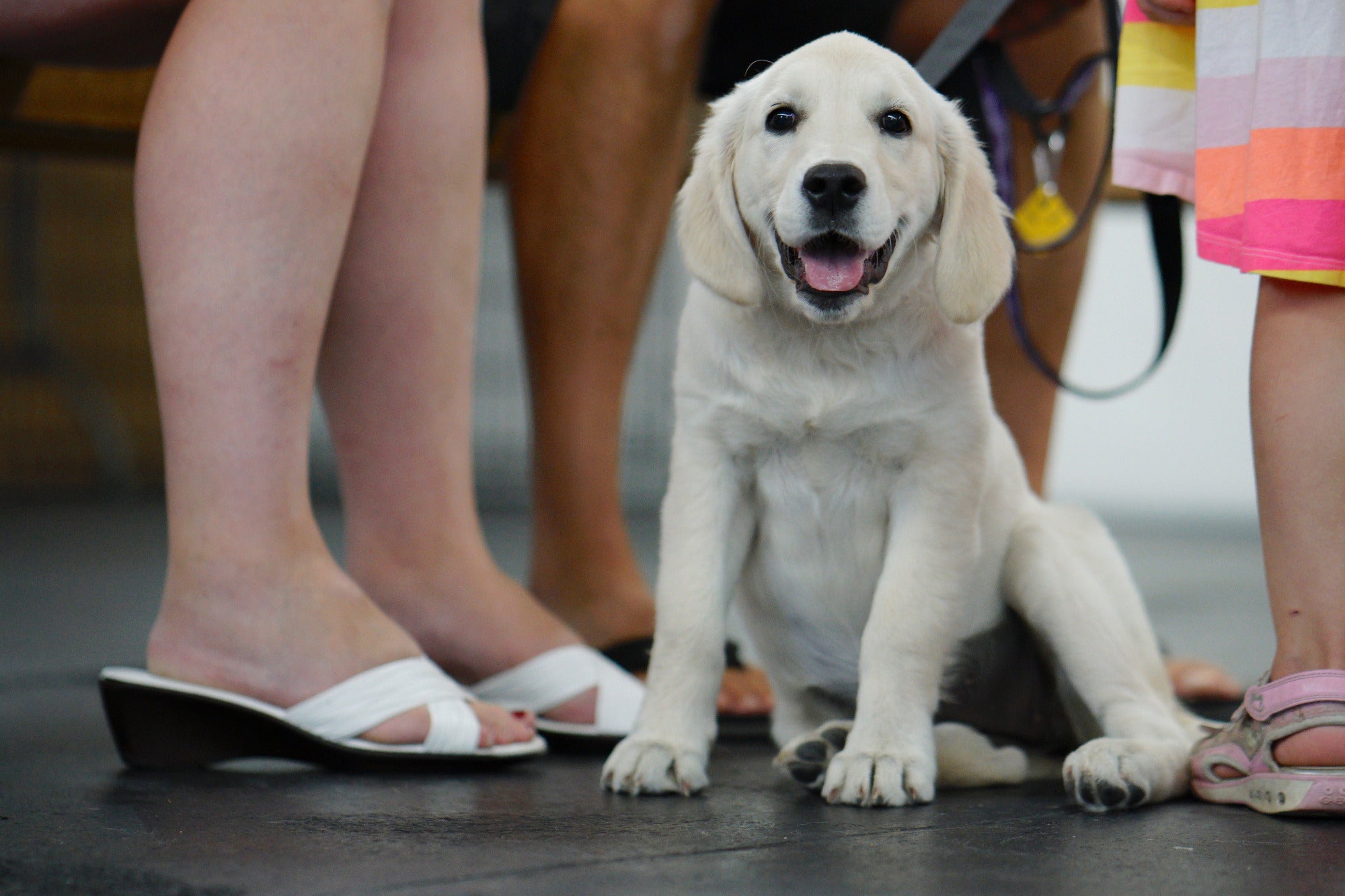 Golden Retriever Puppy Training