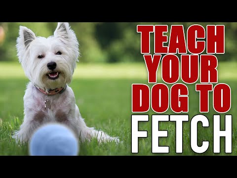 McCann Dogs Retrieve Trainer McCann Professional Dog Trainers