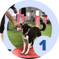 Agility Level 1 - Foundation - McCann Professional Dog Trainers