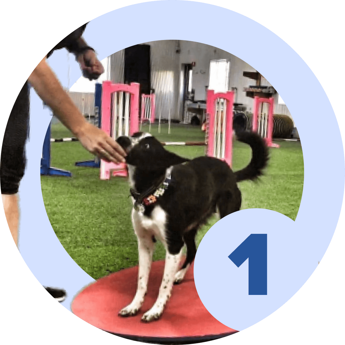 Agility Level 1 - Foundation - McCann Professional Dog Trainers