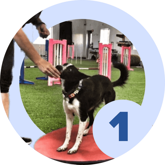 Agility Level 1 - Foundation - McCann Professional Dog Trainers