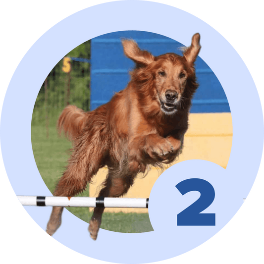 Agility Level 2 - Obstacle & Skill development - McCann Professional Dog Trainers