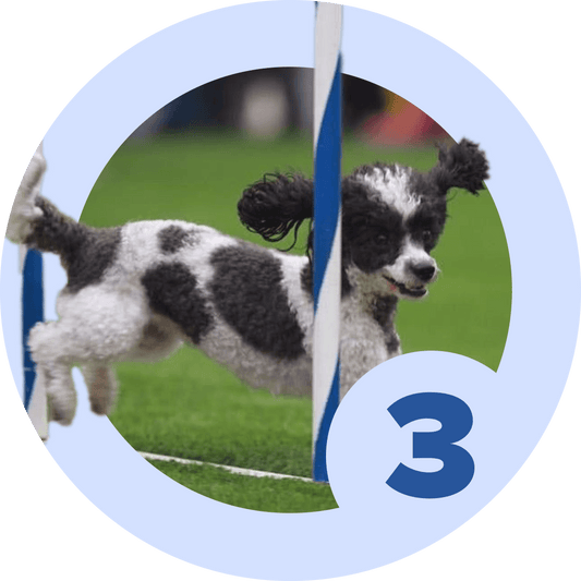 Agility Level 3 - Drills & Course Running - McCann Professional Dog Trainers