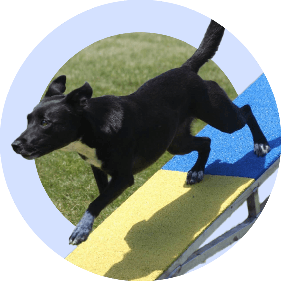 Competition Skills & Drills - McCann Professional Dog Trainers