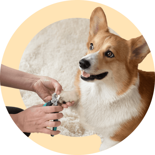 Grooming: Nail Trimming - Included with Online Puppy Essentials Program - McCann Professional Dog Trainers