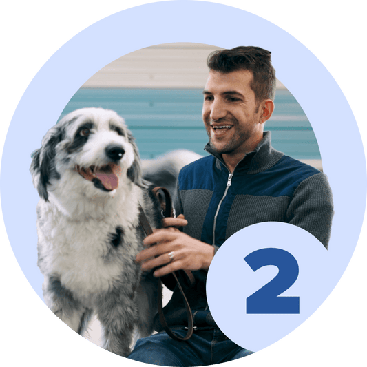 Life Skills 2 - McCann Professional Dog Trainers