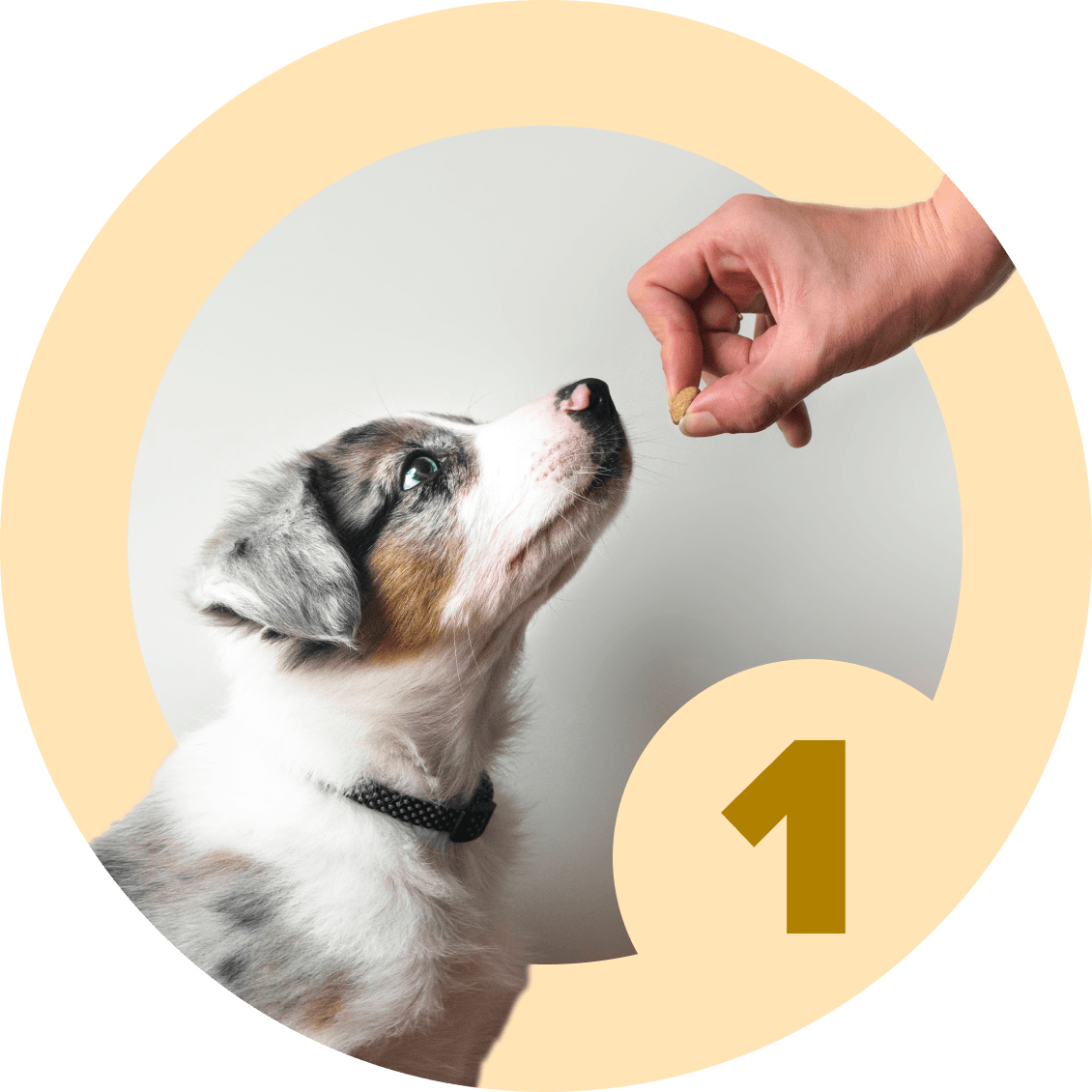 Luring - McCann Professional Dog Trainers
