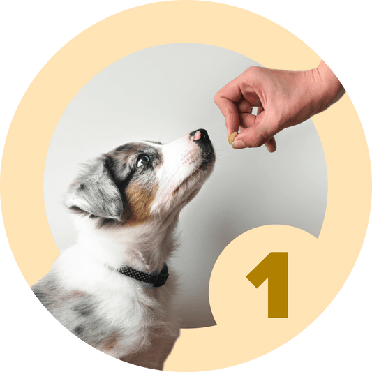 Puppy Proofing Your Life! – McCann Professional Dog Trainers