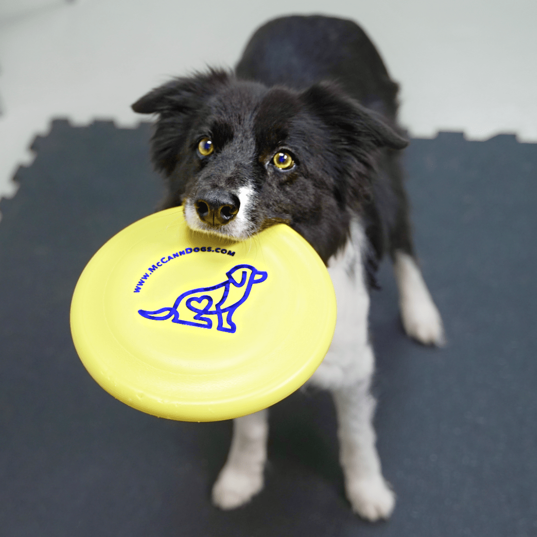 McCann Dogs SofFlite flying disc - McCann Professional Dog Trainers