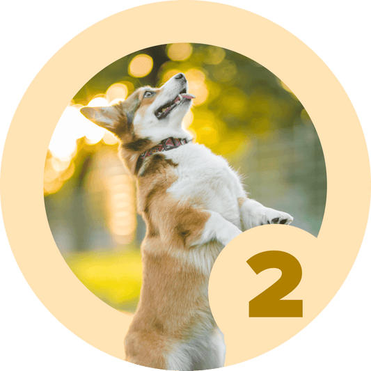 Method: Luring 2.0 - McCann Professional Dog Trainers