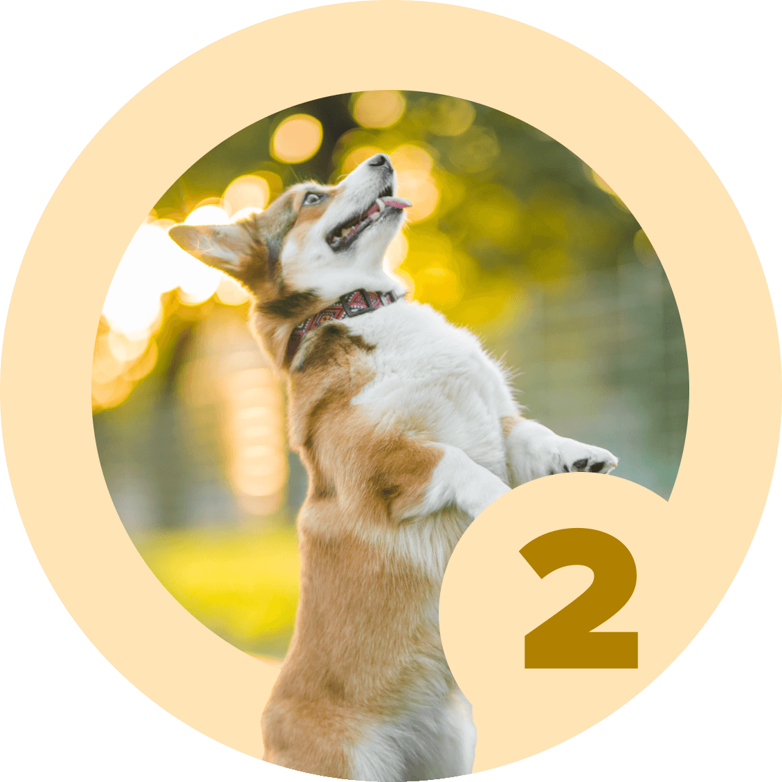 Method: Luring 2.0 - McCann Professional Dog Trainers