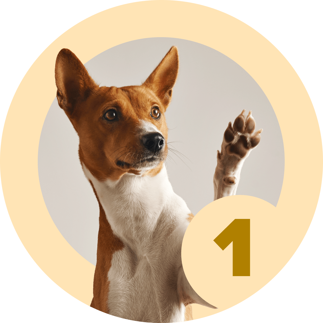 Method Shaping 1 0 McCann Professional Dog Trainers method-shaping-1-0-mccann-professional-dog-trainers