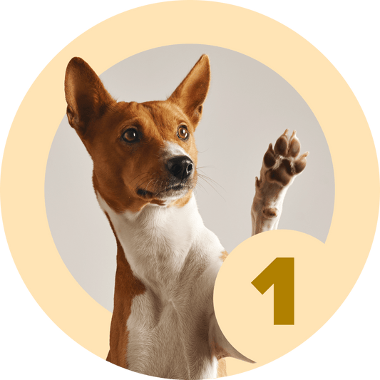 Method: Shaping 1.0 - McCann Professional Dog Trainers
