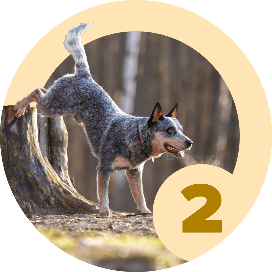 Method: Shaping 2.0 - McCann Professional Dog Trainers
