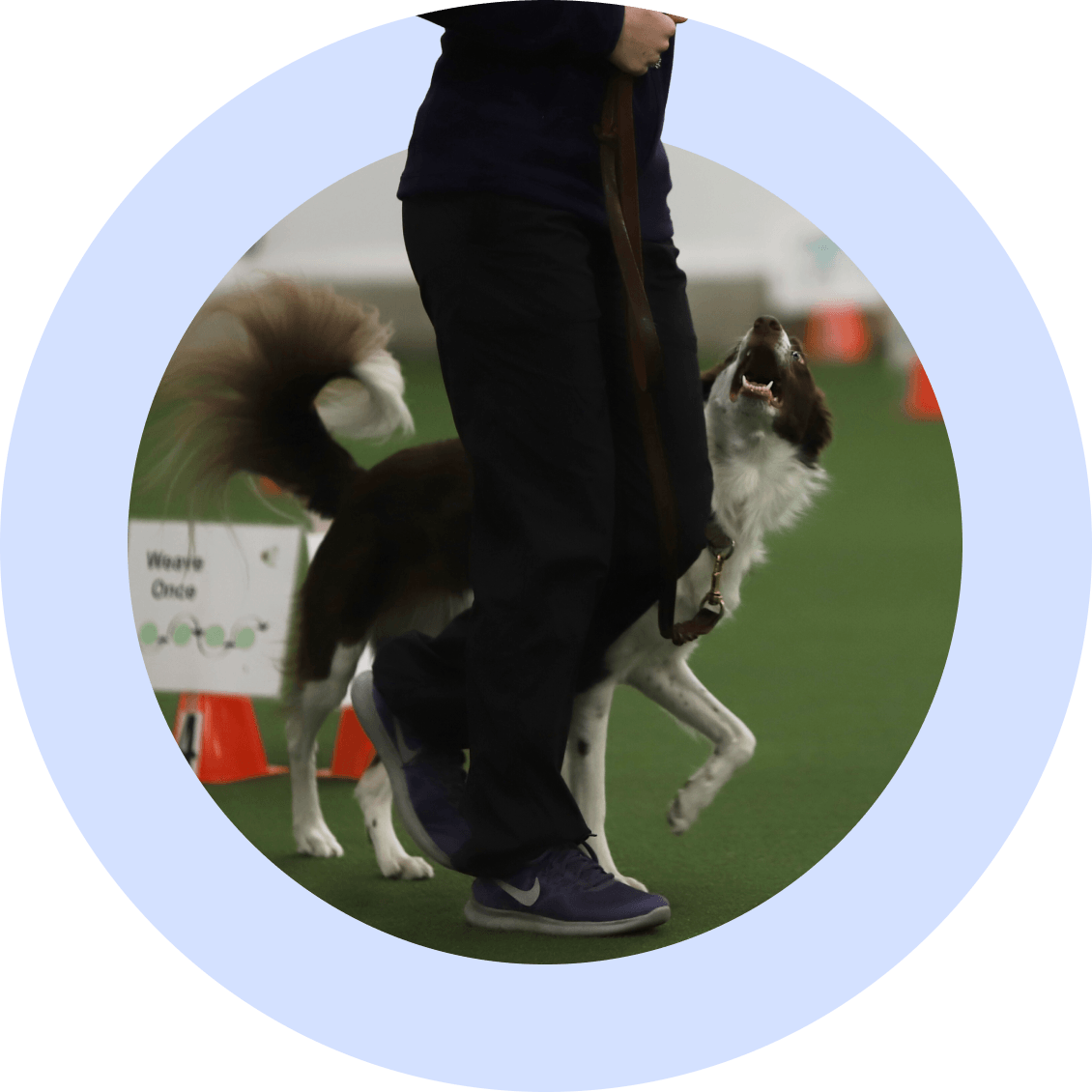 Rally - McCann Professional Dog Trainers