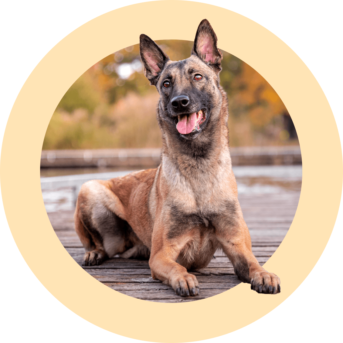 Safety Skill: Random Down - McCann Professional Dog Trainers