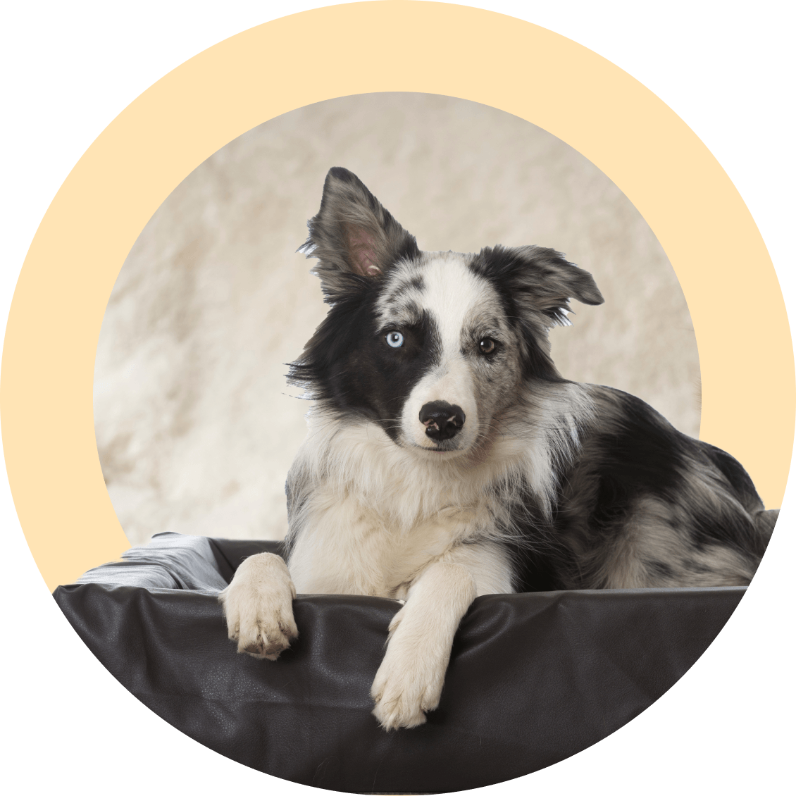 Skill: Bed Stay - Included with Online Life Skills 1 Program - McCann Professional Dog Trainers
